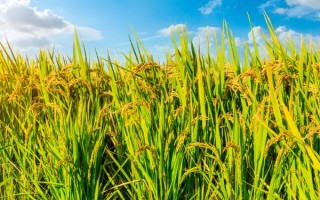 東北水稻什么時(shí)候種植，在4月中上旬進(jìn)行
