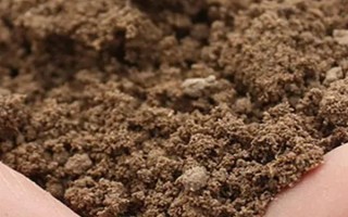 怎么養(yǎng)白晶菊，每隔7-10天左右澆水一次