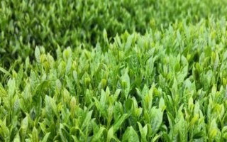 茶葉的產(chǎn)地，不同產(chǎn)區(qū)產(chǎn)的茶葉不同