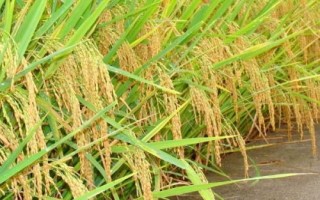 美鋒稻245水稻種子特點，粳型常規(guī)水稻品種