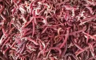 黑蚯蚓和紅蚯蚓哪個(gè)釣魚(yú)好