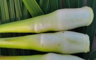 茭白的品種有哪些，這七個(gè)品質(zhì)佳且產(chǎn)量高