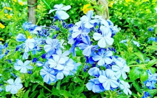 藍(lán)雪花的形態(tài)特征，一般高約20-30厘米