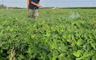 能不能把尿素當葉子菜的葉面肥用，可以當葉面肥但很少有人這樣用