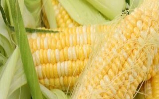 滑豐6號玉米種子的特征特性，夏播生育期為101天
