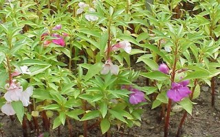 鳳仙花能否放在室內(nèi)，具有毒性不宜養(yǎng)在臥室中
