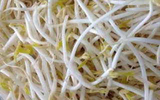 霜降過后可以在陽臺(tái)上種什么蔬菜，可種植白菜、胡蘿卜、大蒜等品種