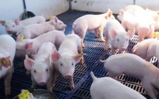 豬病了不吃東西怎么辦，需要及時(shí)給豬通便