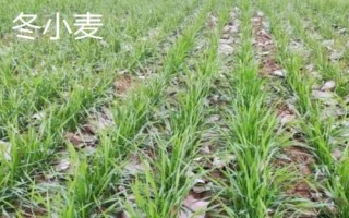 冬小麥和春小麥的區(qū)別，生長習性和播種時間均不同