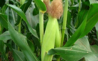 A2636玉米種子特點(diǎn)，中抗莖腐?。?1.4%MR）