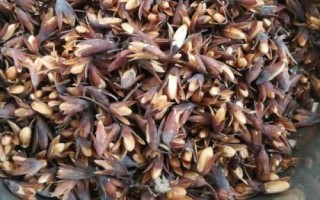 香椿芽苗菜種植方法，被稱為“樹上蔬菜”