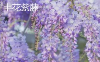 紫藤花的品種，常見(jiàn)種類為紫水晶瀑布