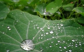 大棚黃瓜不同情況下葉子的特征，棚溫低、土壤濕度大時(shí)葉較大且腫皺