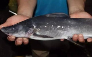 釣江團(tuán)的技巧，夏季、初秋等氣溫高的晚上是作釣的黃金時(shí)間