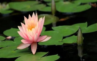 睡蓮和荷花的區(qū)別是什么，葉子、花朵和屬性均不同