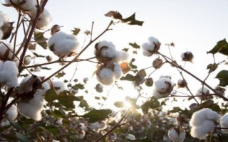 冀農(nóng)大43號(hào)棉花種子簡介，高抗枯萎病（病指4.84）