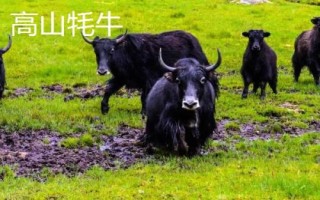 耗牛有哪些品種，包括白牦牛、九龍牦牛、高山牦牛等種類