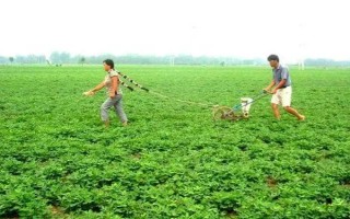提高花生產(chǎn)量的方法，需輪作換茬、巧施肥料等