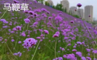 薰衣草和馬鞭草的區(qū)別，薰衣草的花序呈輪傘狀