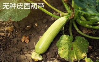 西葫蘆的其它名稱，具有美洲南瓜、小瓜等叫法