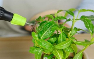 為什么鈴蘭不開花，可能是花土過濕或陽光不足所致