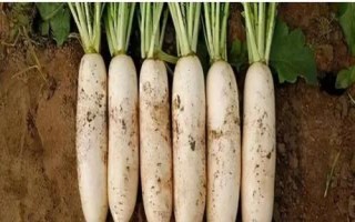秋蘿卜種植管理方法，整個(gè)生育期要中耕2-3次