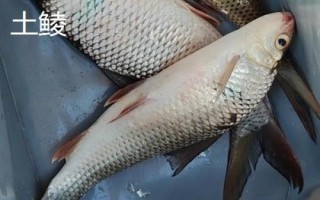 鯪魚簡(jiǎn)介，是常見(jiàn)的淡水魚類