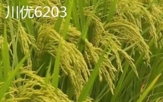 什么是再生稻，是指種一茬收獲兩次的水稻