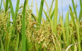 東北平原的農(nóng)作物以什么為主，主要包括小麥、水稻、甜菜、大豆等品種