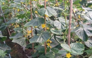 黃瓜的種植條件要求，喜歡生長在溫暖的環(huán)境