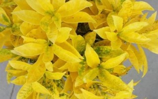 怎么養(yǎng)殖灑金木，每天要曬光6-8小時(shí)