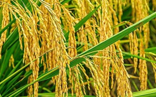 川江優(yōu)2號(hào)水稻品種簡介，全生育期為152.5天
