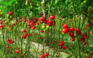 大棚種植圣女果如何提高產(chǎn)量，根據(jù)植株的長勢來澆水施肥