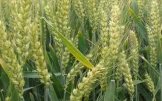 聯(lián)邦2號小麥種簡介，每畝適宜基本苗18～22萬