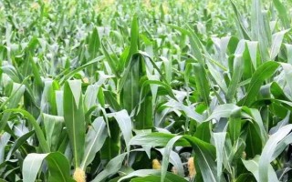 優(yōu)旗199玉米種子介紹，中抗彎孢菌葉斑?。?-5級）