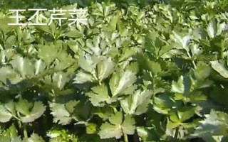 山東省金鄉(xiāng)縣的特產(chǎn)，胡集白梨瓜走俏全國