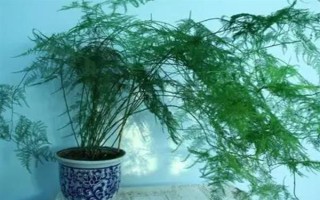 文竹長長藤的寓意，寓意著永恒