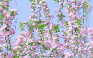海棠花何時開放，不同品種的花期有區(qū)別
