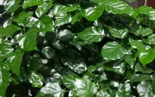 幸福樹葉子一碰就掉怎么處理，可能是由于澆水過量導(dǎo)致的