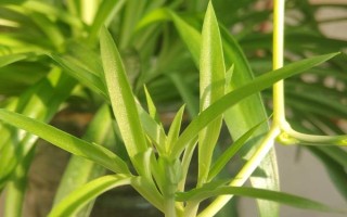 春天吊蘭多少度可發(fā)芽，室內(nèi)的溫度達(dá)到12℃以上即可