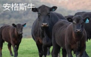 10種最貴的牛，包括日本和牛、安格斯牛、夏洛萊牛等品種