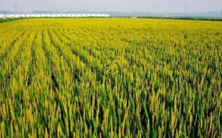望兩優(yōu)851水稻種子特征特性，每畝有效穗數(shù)15.4萬穗