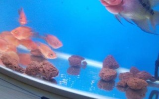 羅漢魚最佳水溫，需根據(jù)生長階段調(diào)整溫度