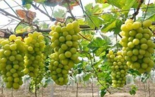 葡萄收獲后什么時(shí)候修剪，最佳時(shí)期在采果后20天左右