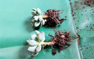 藍蘋果多肉怎么養(yǎng)殖，生長期間每隔10-15天澆一次水