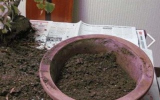 李子核怎么種才可以發(fā)芽，先要將李子核上的果肉清理干凈