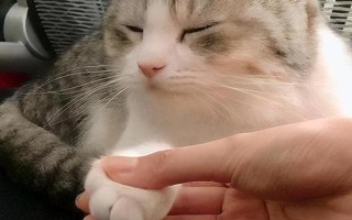 貓不親近人怎么解決，首先要輕柔溫婉地對待貓咪