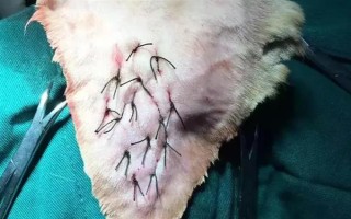 犬貓耳的撕裂創(chuàng)臨床癥狀，會出現(xiàn)軟骨組織損傷