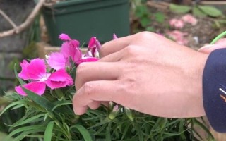 怎么修剪石竹花，剛種下就要立刻進(jìn)行修剪
