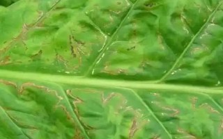 煙草花葉病的危害癥狀，葉脈兩側(cè)葉肉組織會(huì)漸呈淡綠色
